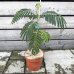 Albizia julibrissin (Albízia ružová) ´TROPICAL DREAM´® - kont. C3L, výška 30-50 cm (-21°C)